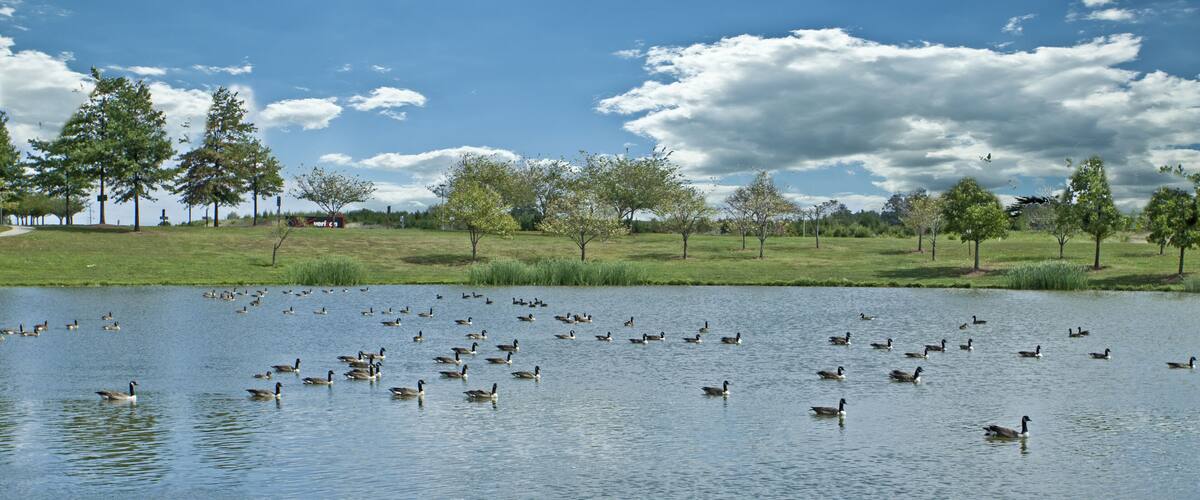 A lake with many ducks and trees in the background.