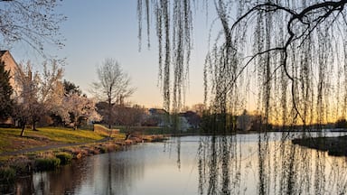 Un parque tranquilo con un estanque, flores de cerezo y sauces que se reflejan en el agua.