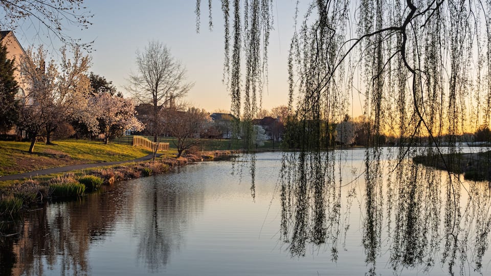A tranquil park with a pond, cherry blossoms, and willow trees reflecting in the water.