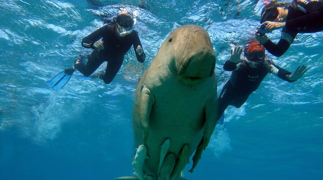 Dugongo. Sea Cow in Marsa Alam. Marsa Mubarak bay.