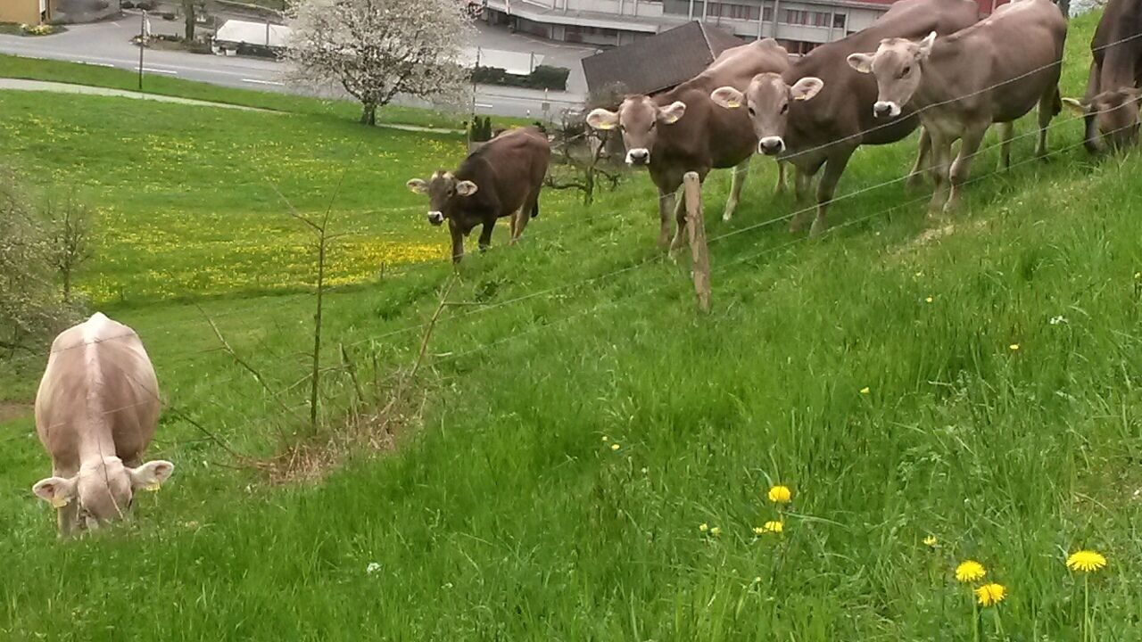 Young cows enjoing the spring