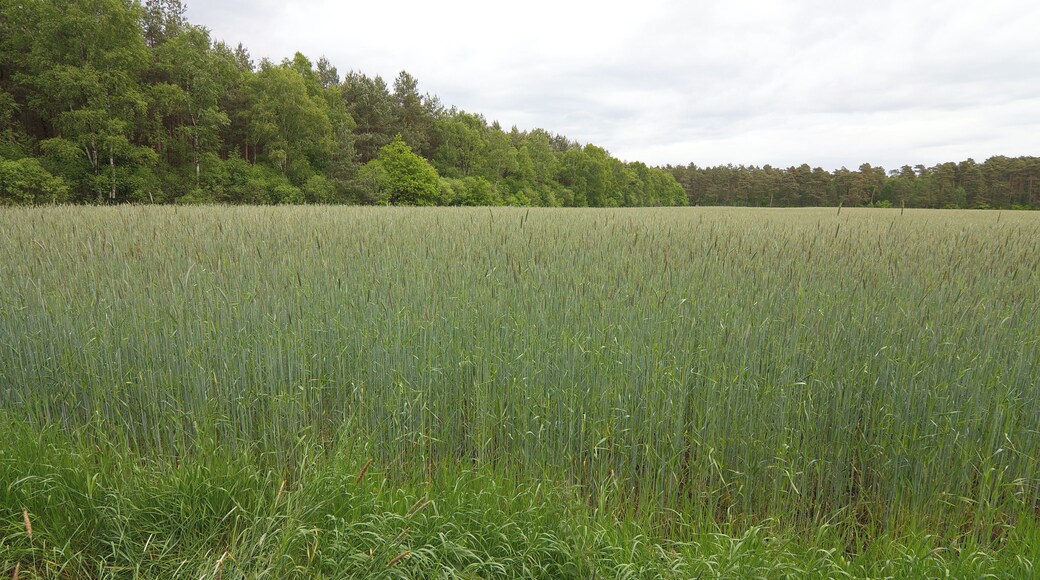 LSG Örtzetal von Müden bis zur Allermündung bei Wolthausen (Winsen), Niedersachsen, Deutschland