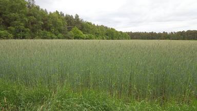 LSG Ărtzetal von MĂŒden bis zur AllermĂŒndung bei Wolthausen (Winsen), Niedersachsen, Deutschland