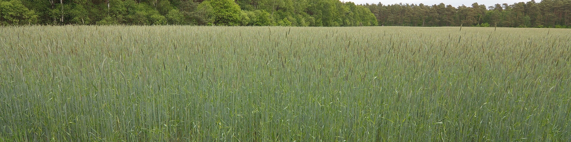 LSG Örtzetal von Müden bis zur Allermündung bei Wolthausen (Winsen), Niedersachsen, Deutschland