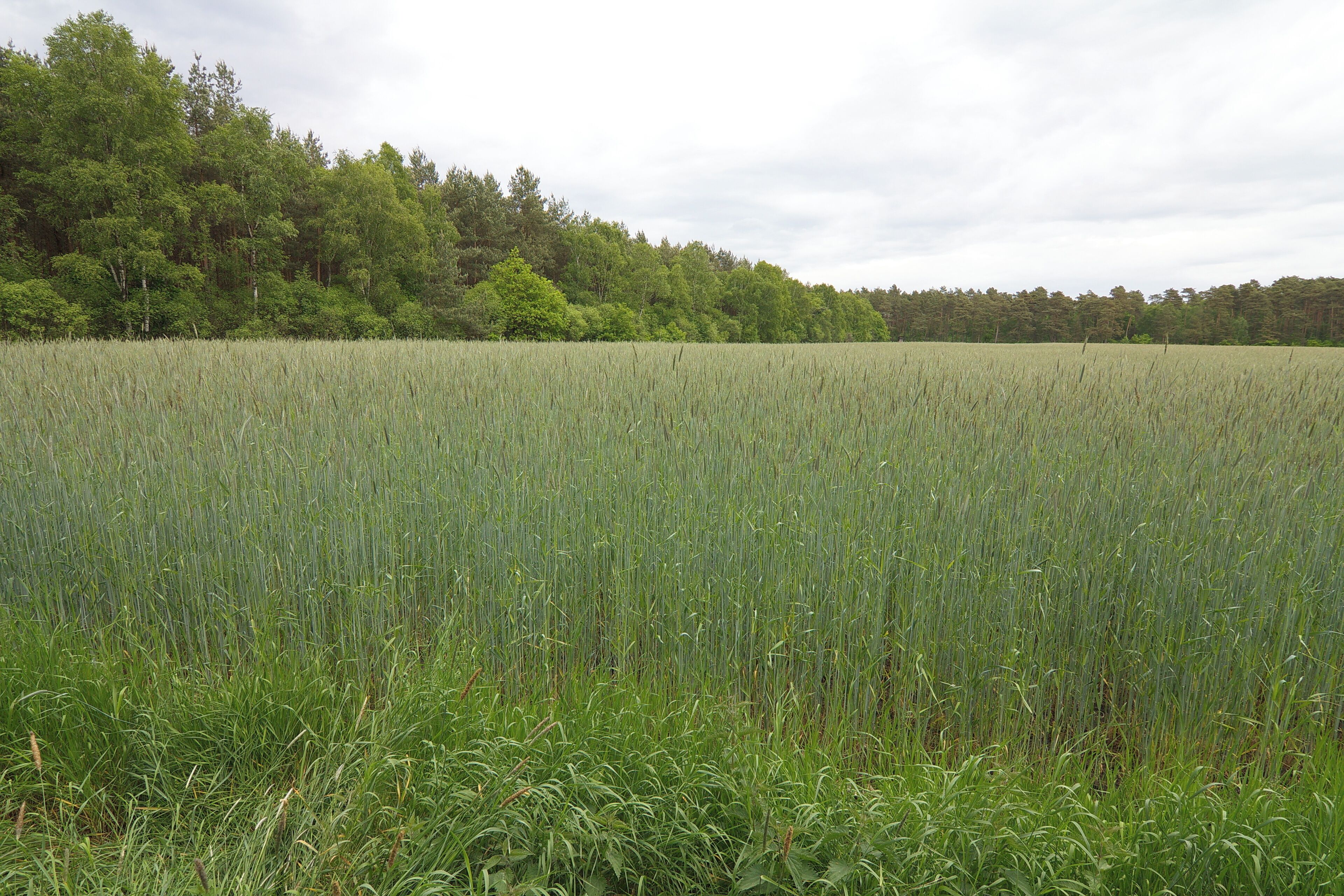 A field of tall grass with a forest in the background.