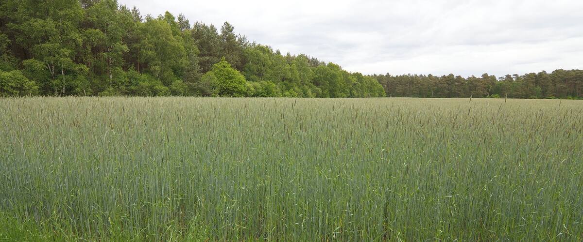 A field of tall grass with a forest in the background.