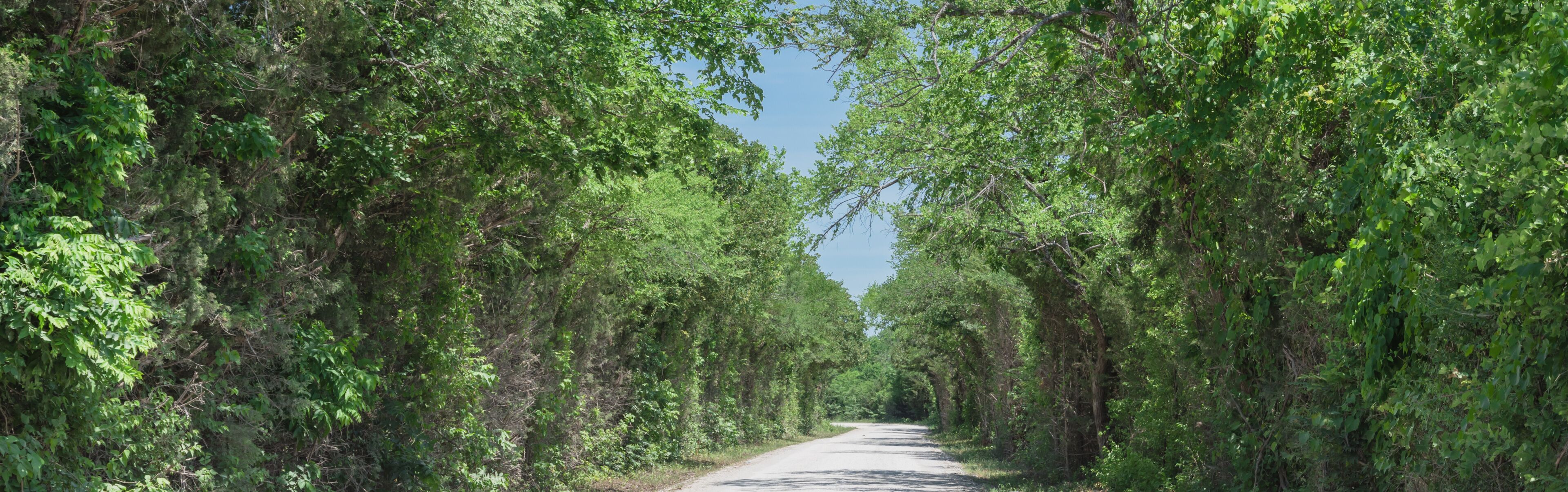 Panorama view country road lined with canopy of trees live oaks in Gainesville, TX, USA. America is an excellent green and clean country. Environmental and transportation background, surreal feeling