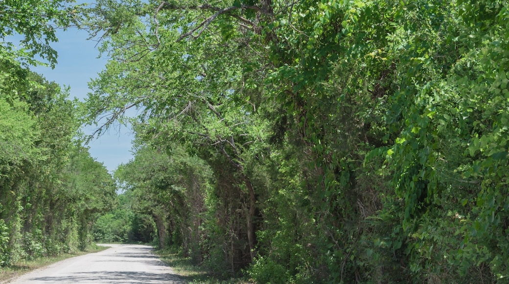 Panorama view country road lined with canopy of trees live oaks in Gainesville, TX, USA. America is an excellent green and clean country. Environmental and transportation background, surreal feeling
