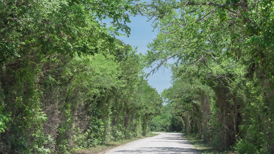 A narrow road flanked by dense green foliage.