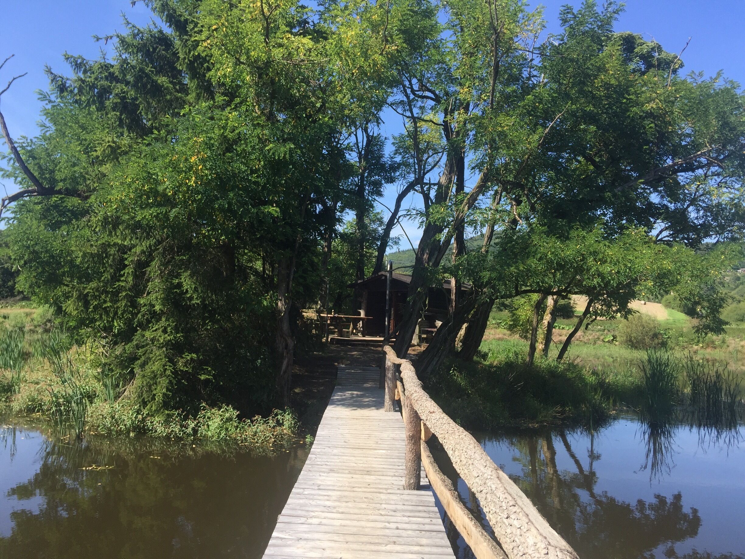 A wooden bridge over a calm body of water, surrounded by lush greenery and trees.