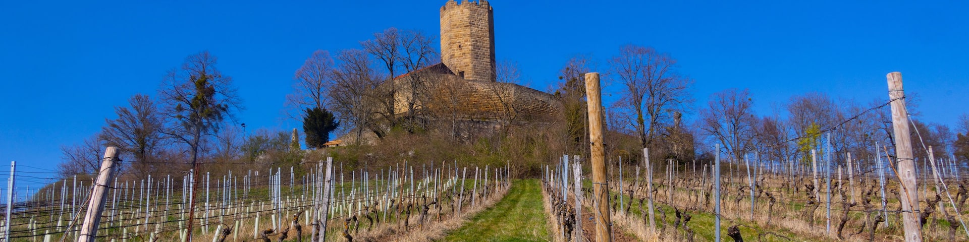 A castle with a tall tower, surrounded by a vineyard with a fence.