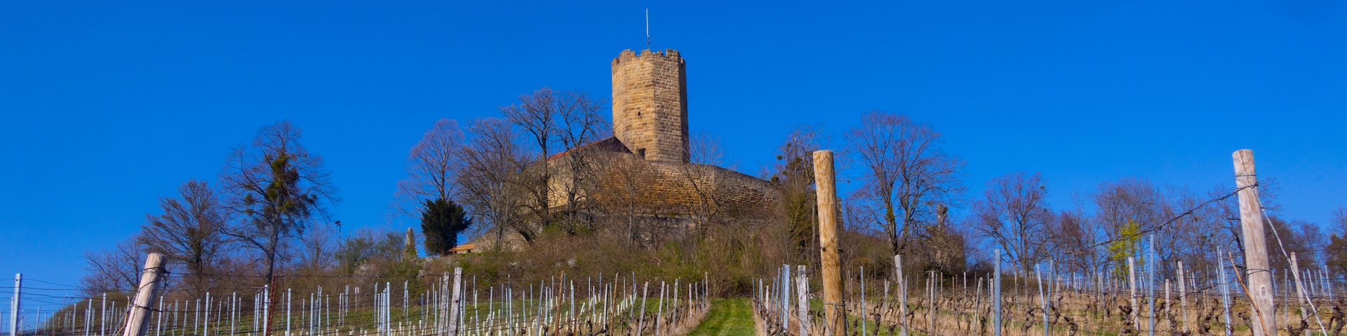 Um castelo com uma torre alta, rodeado por um vinhedo com cerca.