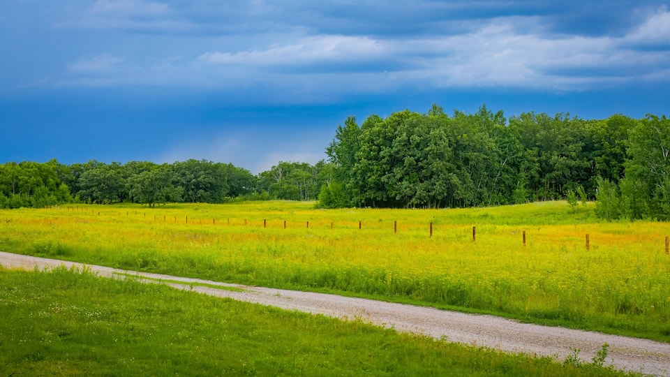 A rural landscape with a dirt road, green fields, and a forest in the background.