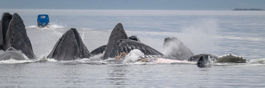 A pod of humpback whales breaching in the ocean with a blue boat in the background.