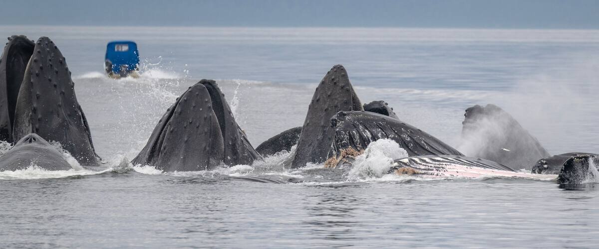 A pod of humpback whales breaching in the ocean with a blue boat in the background.