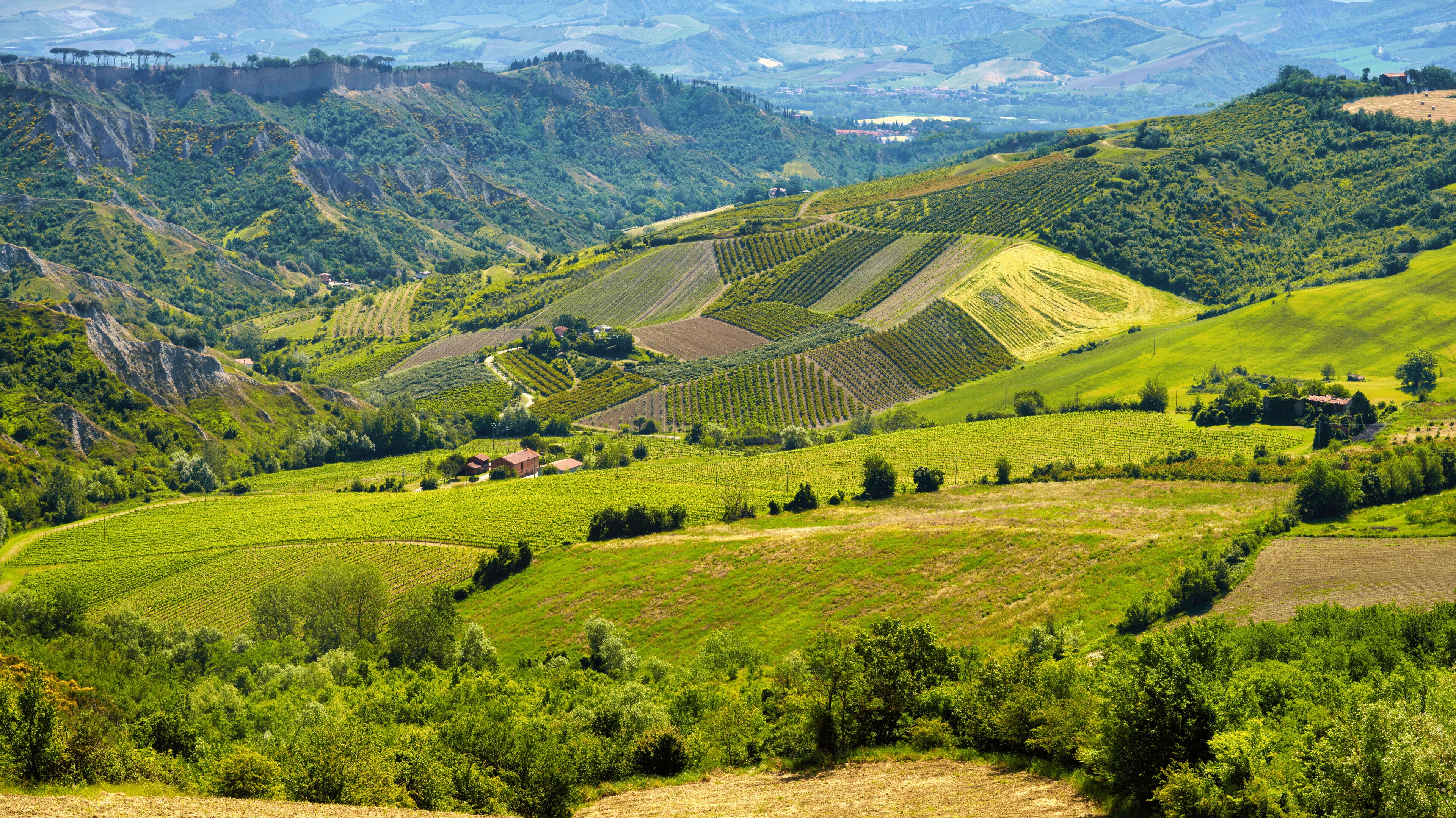 A vineyard landscape with terraced fields and rolling hills.