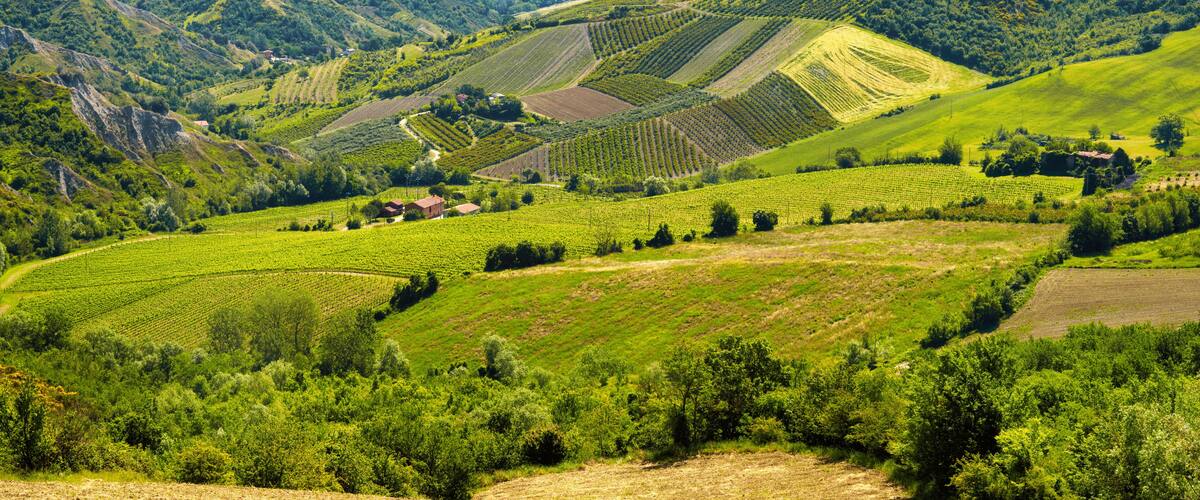 A vineyard landscape with terraced fields and rolling hills.