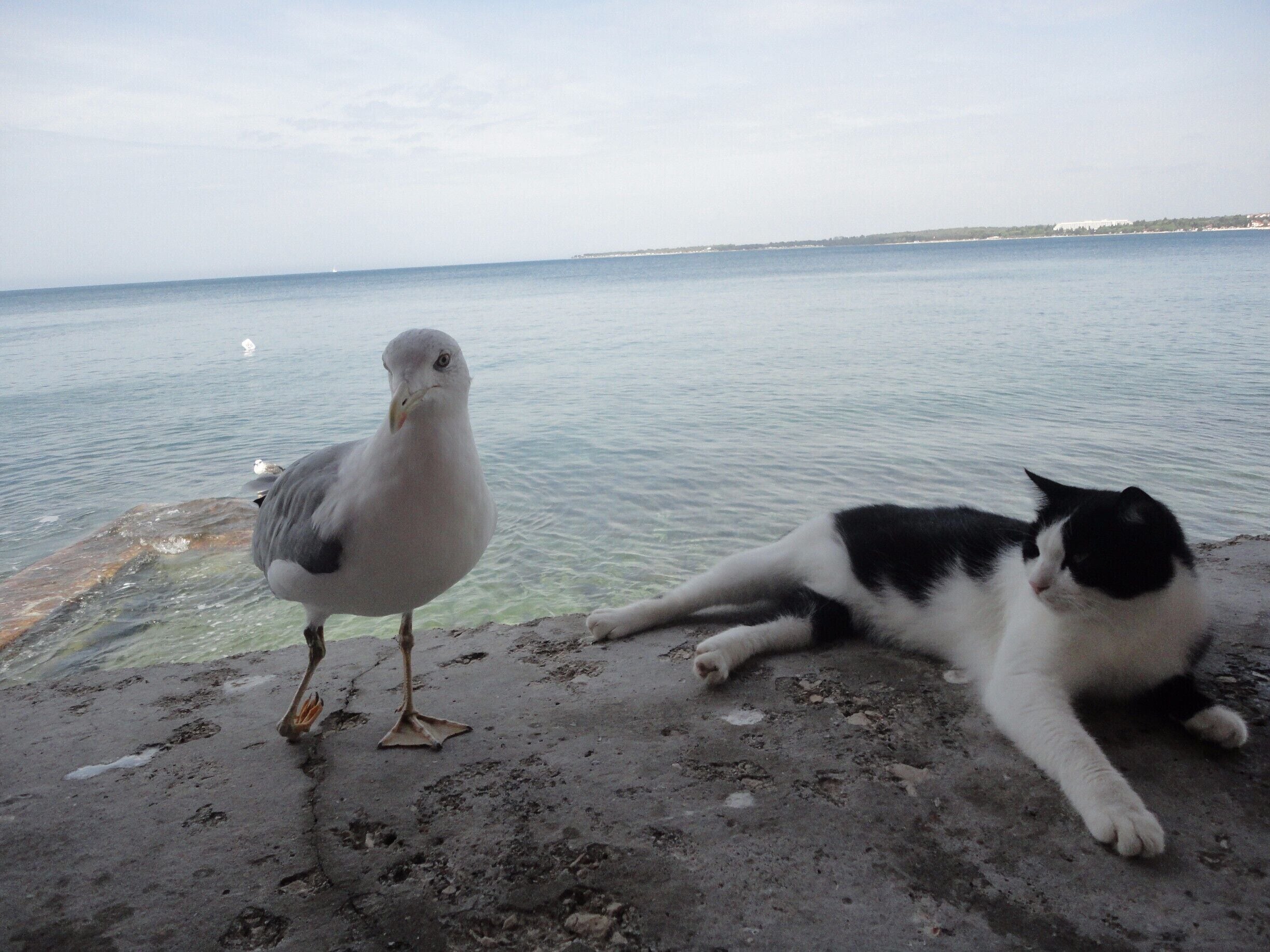 seagull and cat  porec   Croatia