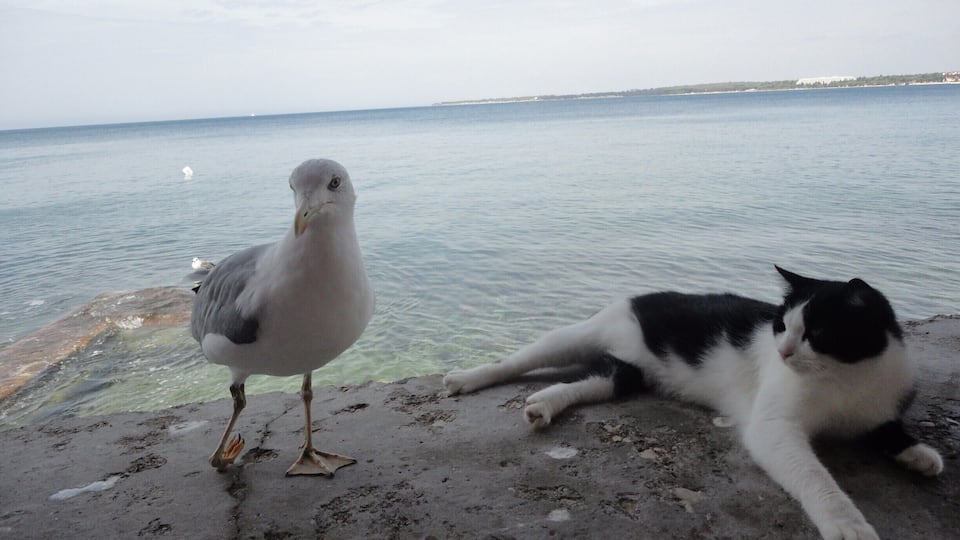 seagull and cat porec Croatia