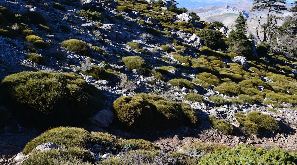 This is a photography of a Site of Community Importance in Spain with the ID: