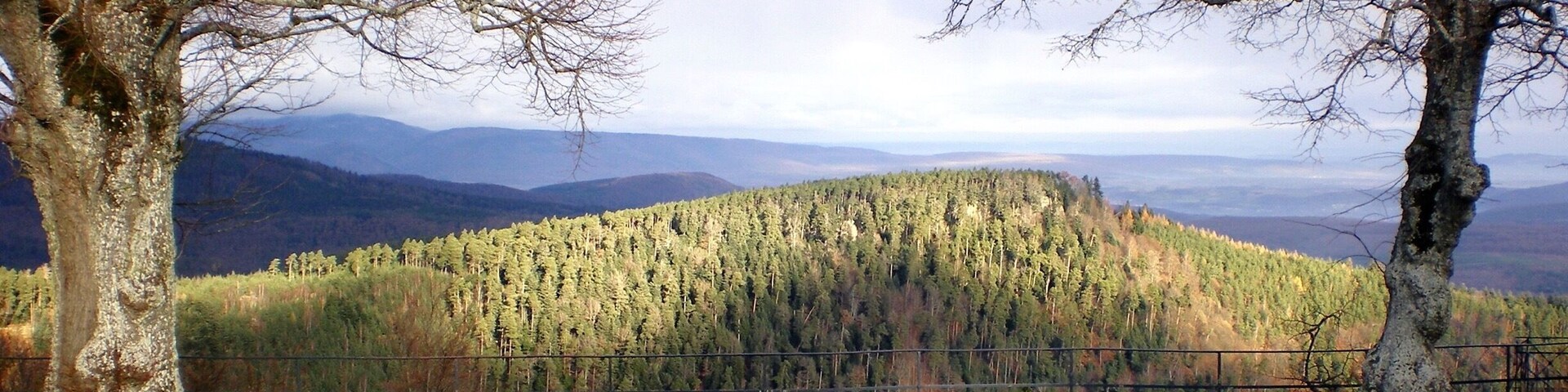 A stone-paved area with leafless trees and a forested hill in the background.
