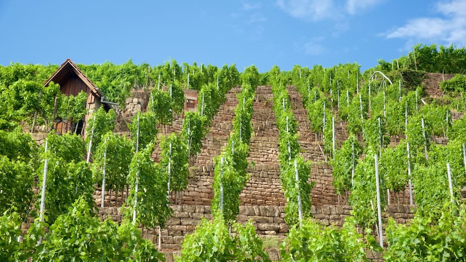 A vineyard with rows of grapevines and a stone wall.