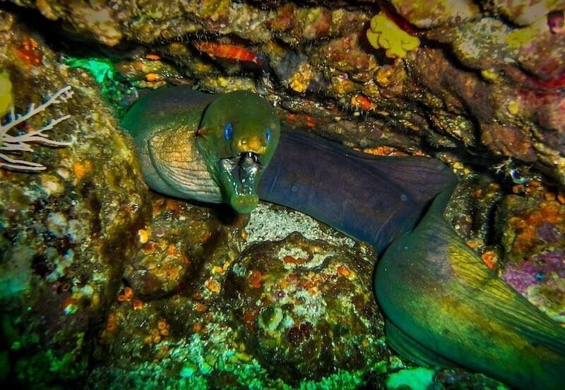 Amazing diving! Over 50 sharks in 2 days! Tons of other large pelagics!  