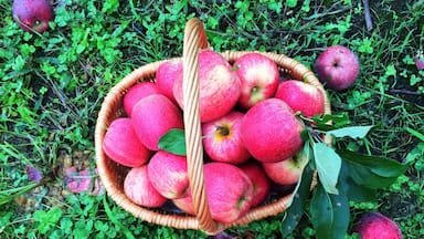 The best place to pick your own apples is in Bilpin the city capital of Apples. About 1hr 20mins drive from Sydney. They have the best Royal Gala Apples there. 🍎🍎🍎🍎