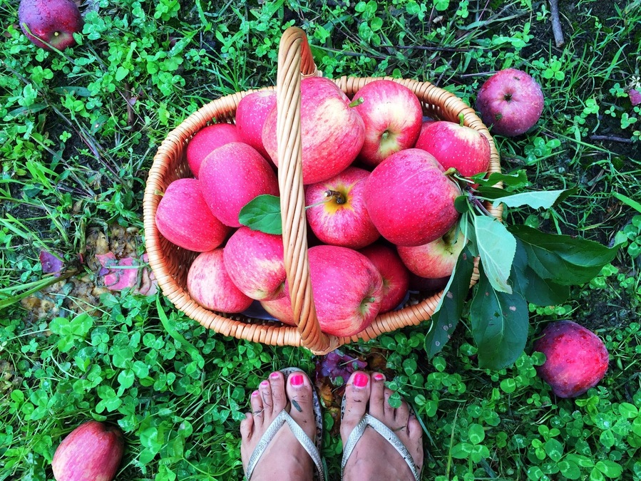 The best place to pick your own apples is in Bilpin the city capital of Apples. About 1hr 20mins drive from Sydney. They have the best Royal Gala Apples there. 🍎🍎🍎🍎