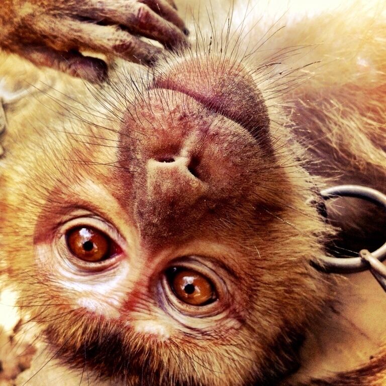 The monkey training camp, holding the monkeys were the best part. 