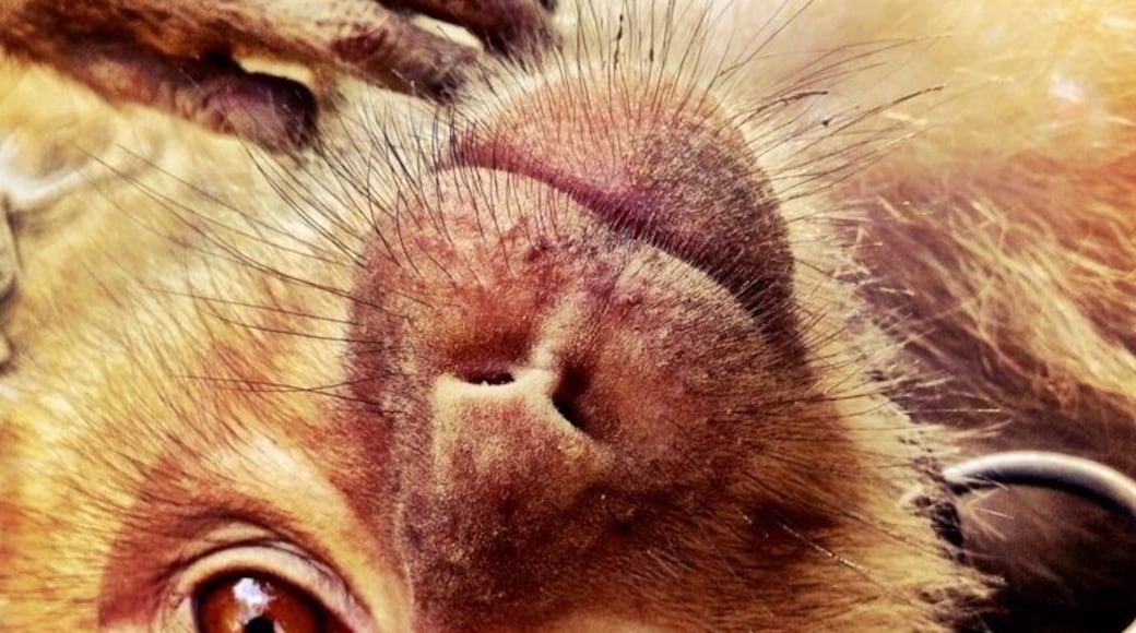 The monkey training camp, holding the monkeys were the best part.