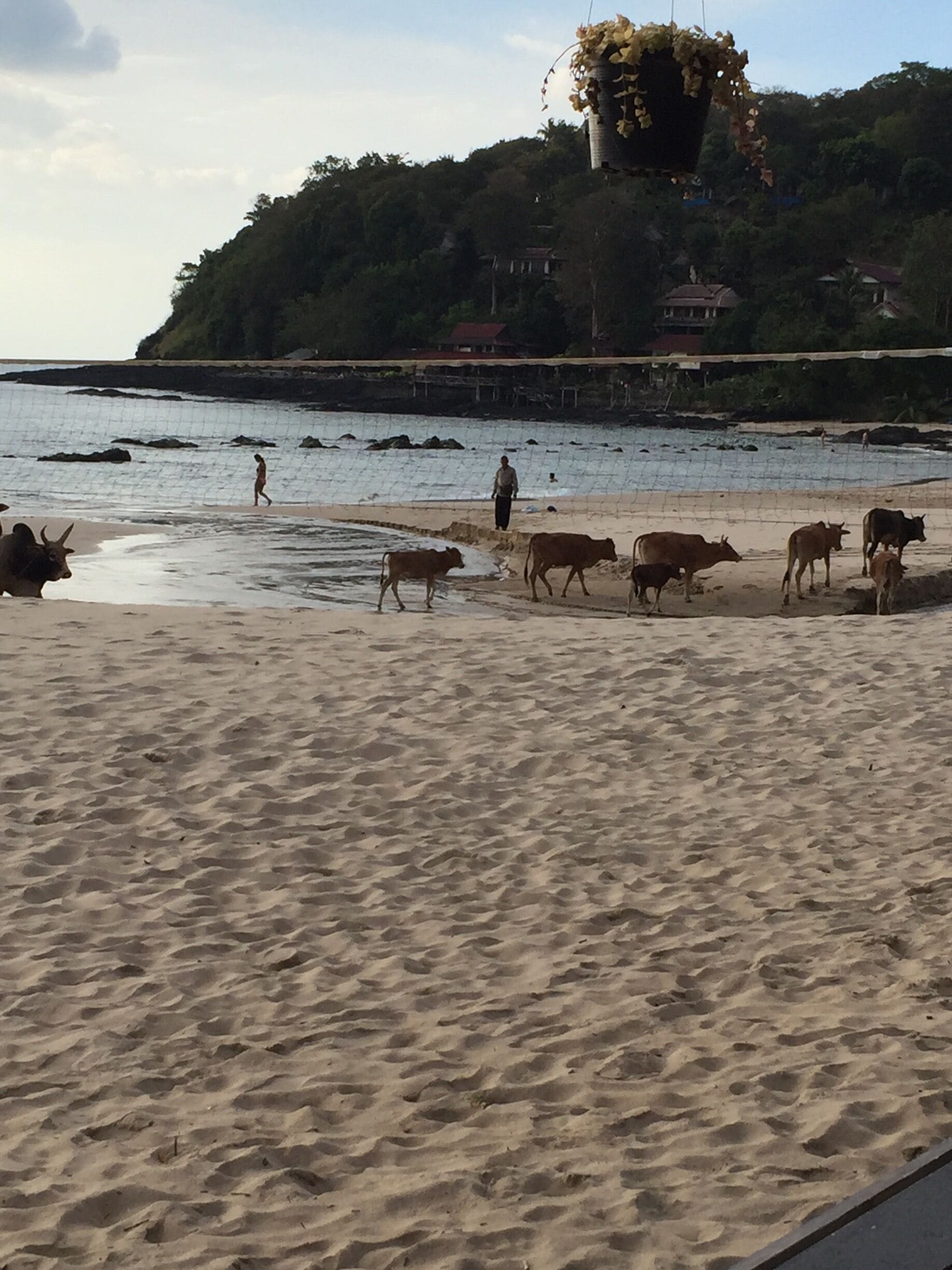 Beach invaders🐂🐂🐂