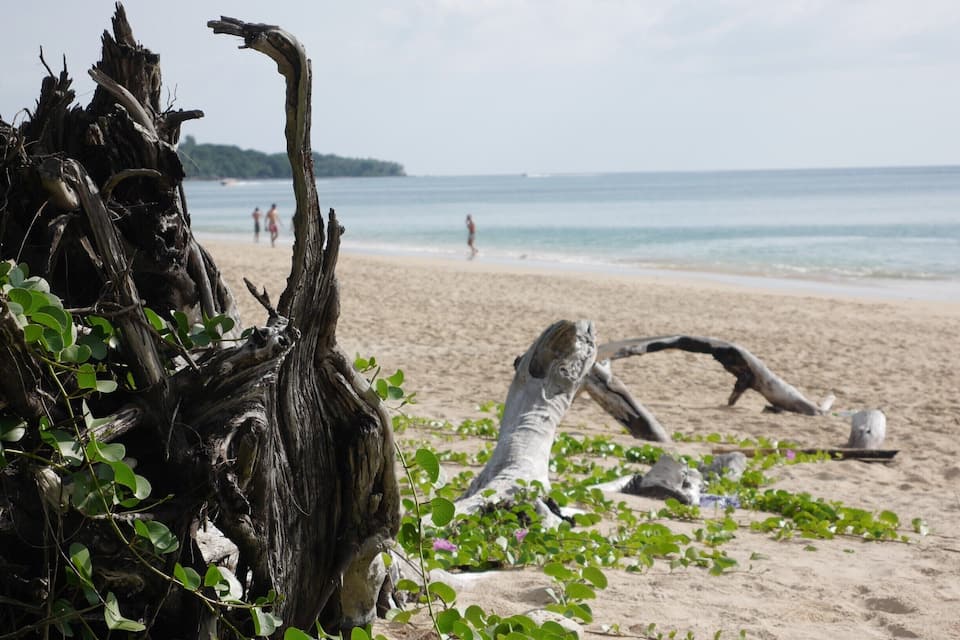 A beach with driftwood and green plants.