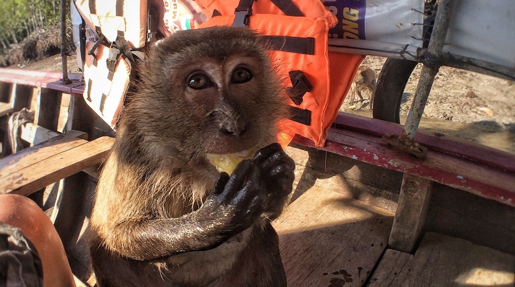 Guilty of giving this little guy pineapple...but it seemed to make him so happy... As though he was waiting for it. I know better, I know. Their hands are gentle, they waited turns, calmly, patiently. Only two brave enough to climb aboard and just as quickly our long boat pulled away.