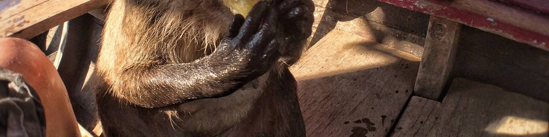 Guilty of giving this little guy pineapple...but it seemed to make him so happy... As though he was waiting for it. I know better, I know. Their hands are gentle, they waited turns, calmly, patiently. Only two brave enough to climb aboard and just as quickly our long boat pulled away.