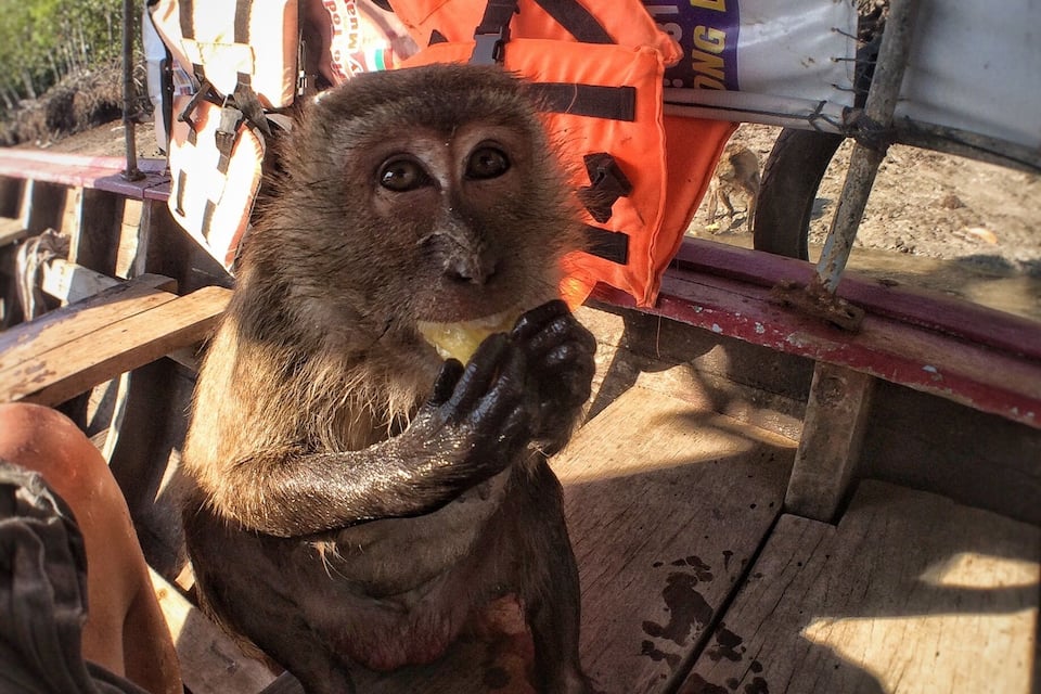 A monkey sitting on a wooden surface with a life jacket and a banner in the background.