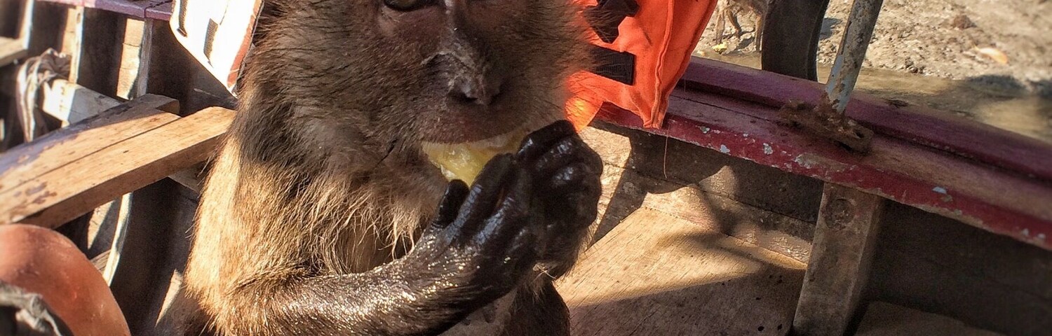 Guilty of giving this little guy pineapple...but it seemed to make him so happy... As though he was waiting for it. I know better, I know. Their hands are gentle, they waited turns, calmly, patiently. Only two brave enough to climb aboard and just as quickly our long boat pulled away.