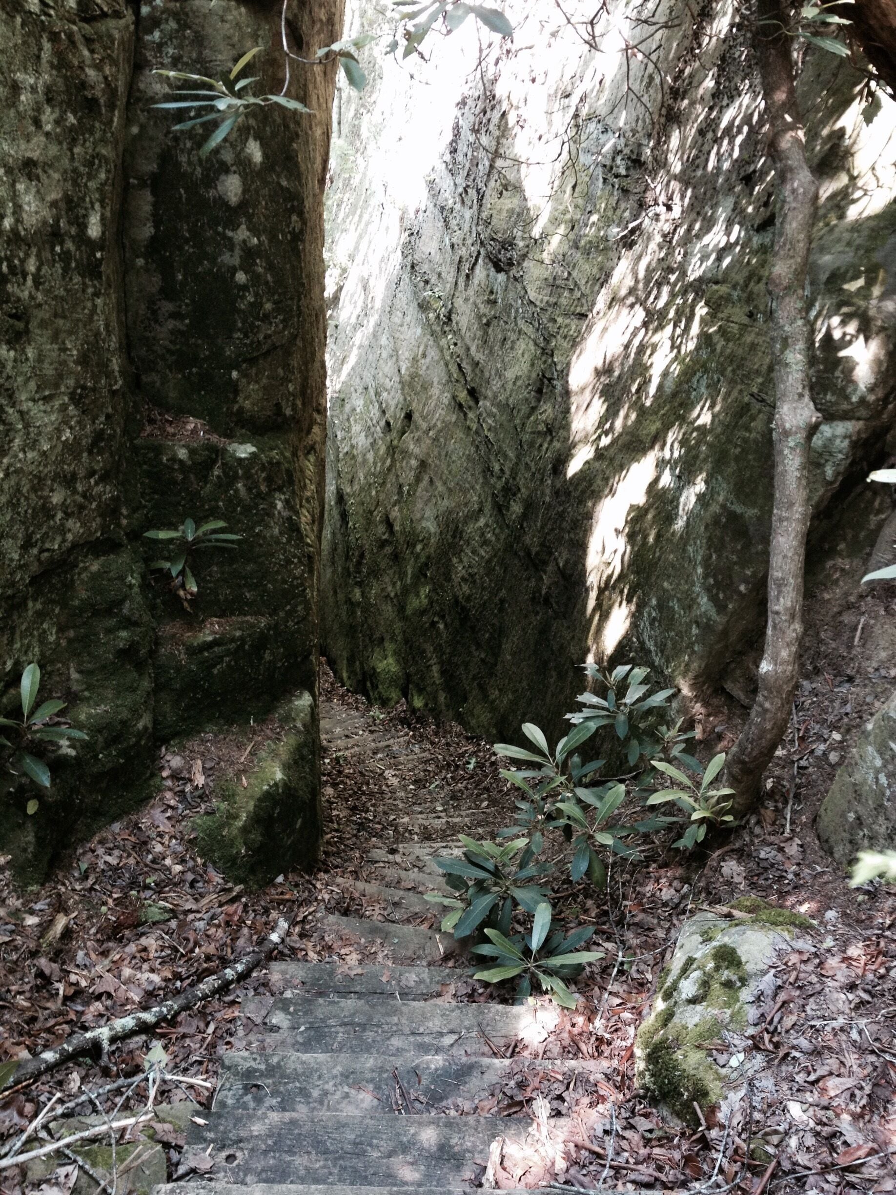Scuttlehole trail near Rockcastle River