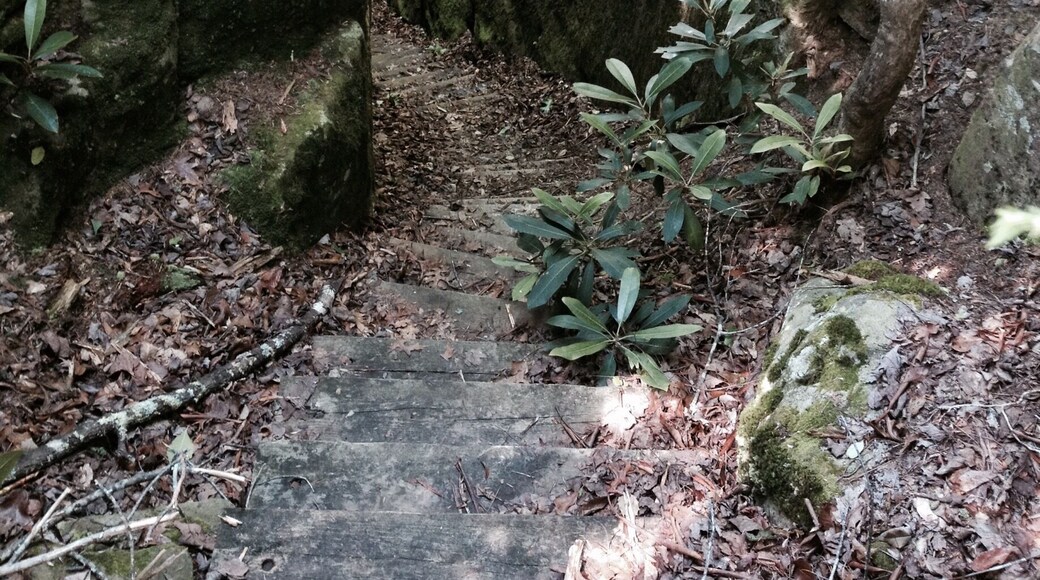 Scuttlehole trail near Rockcastle River
