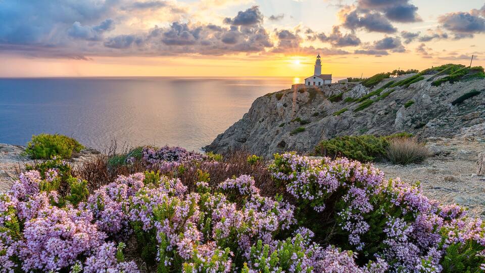 A coastal landscape with a lighthouse, rocky terrain, and flowering shrubs.