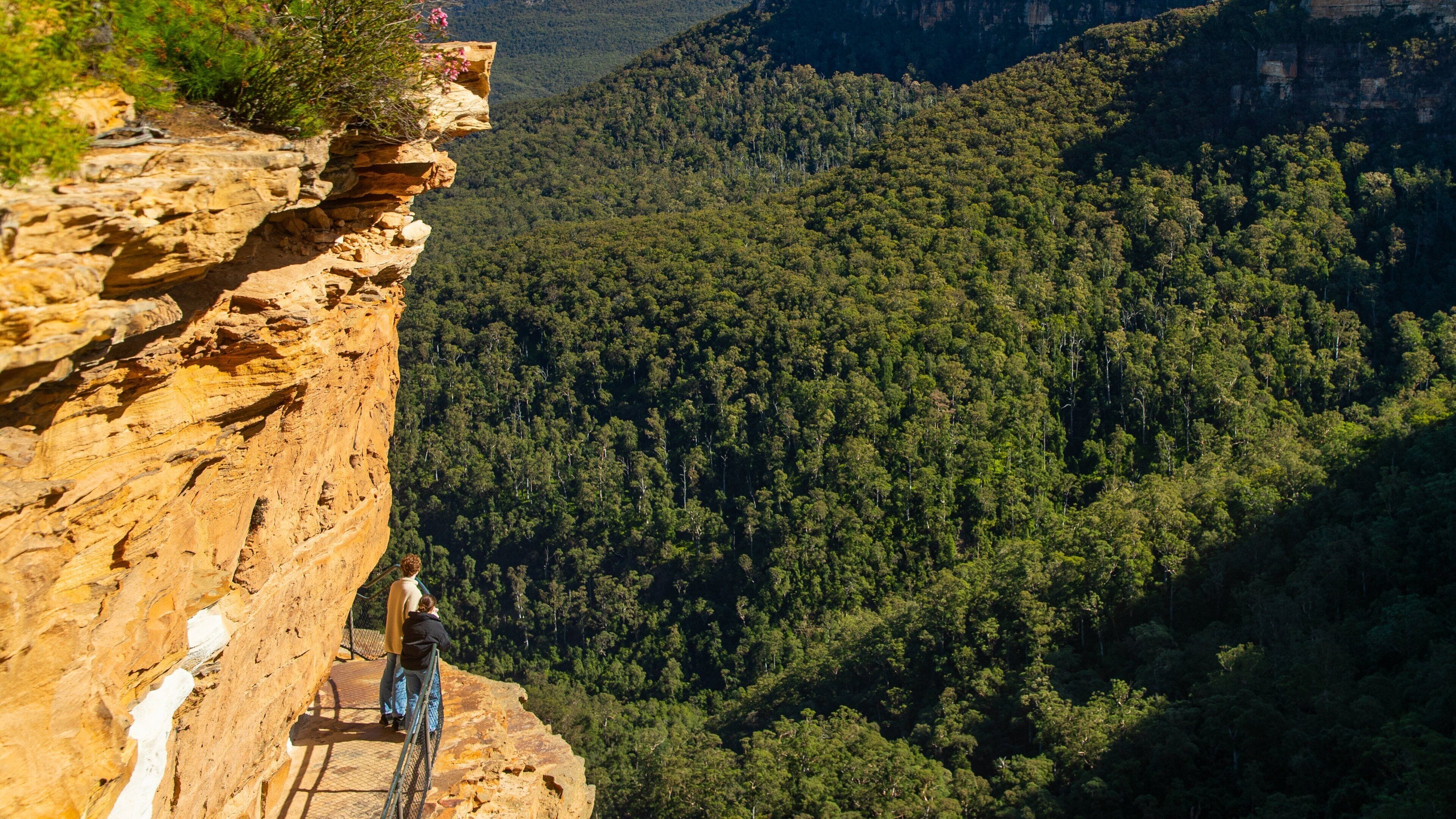 A person standing on a cliff edge overlooking a dense forest.
