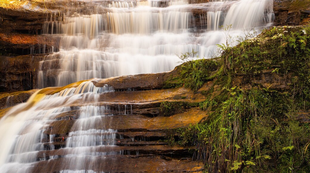 Wentworth Falls featuring a cascade
