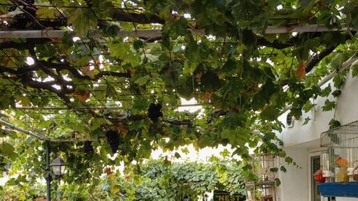 Passed this restaurant so many times on my walk around Bali.
They serve the most delicious spit roast lamb. It just melts in your mouth. They also serve some delicious vegetarian meals too.
One of several restaurants that are worth visiting near to The Old Port in Bali.