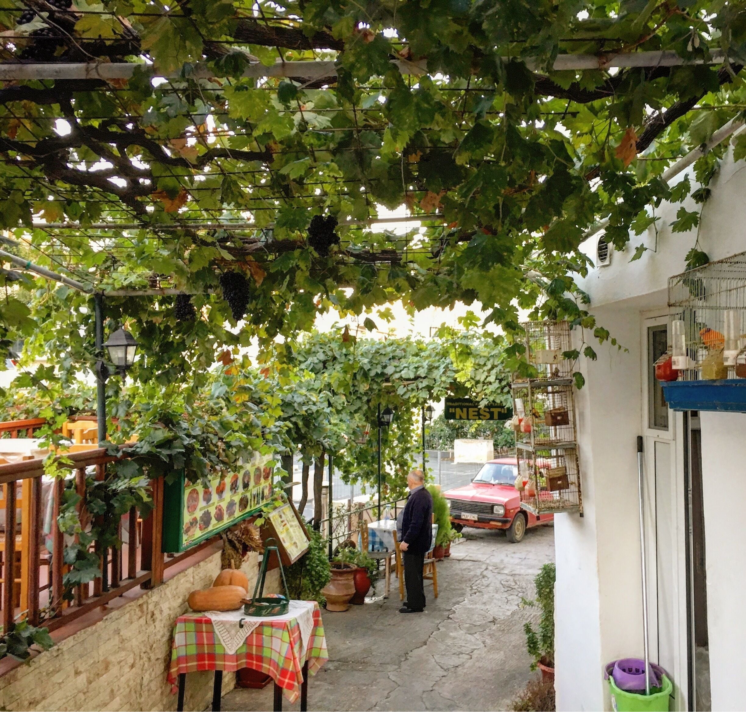 A narrow alley with a man standing, surrounded by greenery and a red car parked in the distance.