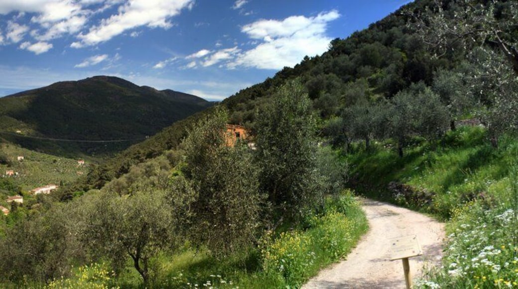 Monit Pisani - ะฟะฐะฝะพัะฐะผะฐ ะธะท 9 ะบะฐะดัะพะฒ