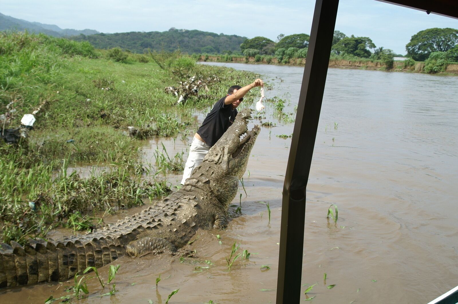 Crocodile and wildlife boat tour close to Los Suenos.  
We were close to the crocs but this guy is nuts 