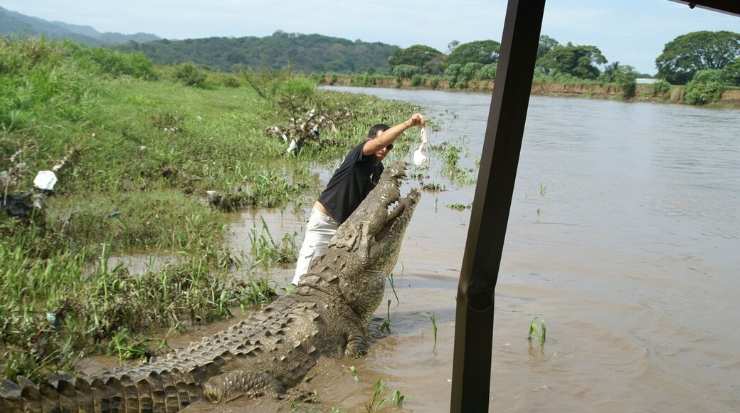 Crocodile and wildlife boat tour close to Los Suenos.
We were close to the crocs but this guy is nuts