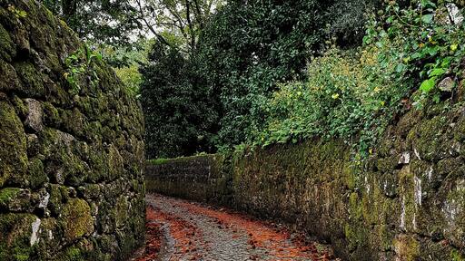 توهي إي بورتيلا