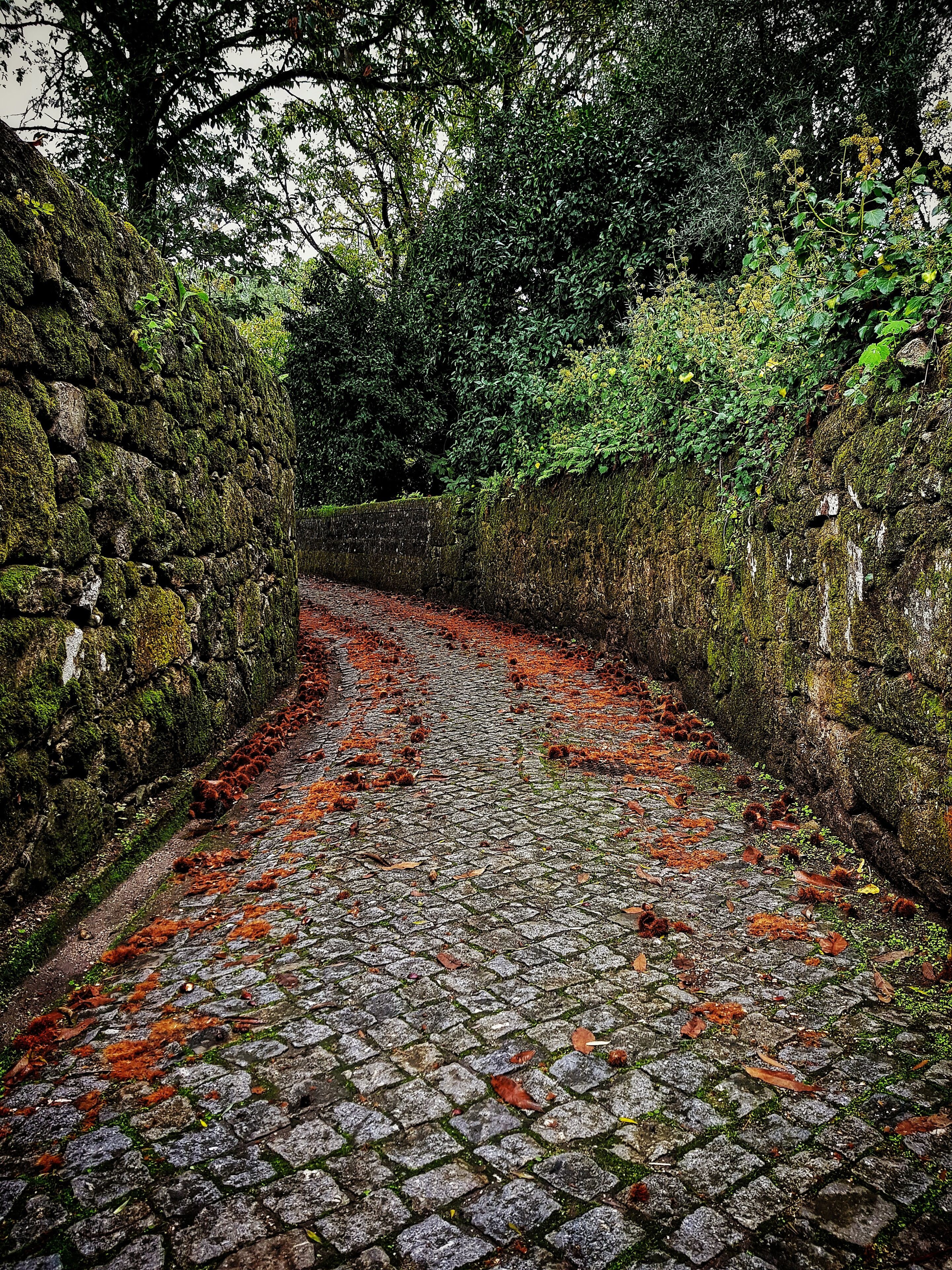 A cobblestone path flanked by moss-covered stone walls, leading through a dense, green forest.