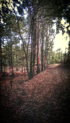 This woodland is the backyard of my house, my private path to the nearest river! #localgem